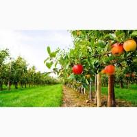 Продамо травосуміш для благоустрою садових територій та садових міжрядь@!)_____