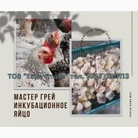 Инкубационное яйцо Мастер грей