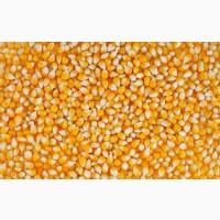 Пропонуємо портії зерна на умовах FCA або DDP///We offer grain portions on FCA or DDP term