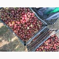 Продам Черешню из сада