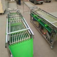 Сортувально-калібрувальна машина для овочів та фруктів STvega Sorting H2000