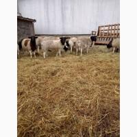 Продам вівці. Змішані дорпер/романівська
