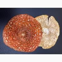 Мазь з мухомора пантерного