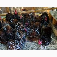 Інкубаційне яйце, курчата, Орпінгтон фарфоровий, спліш, блакитний. Оплід хороший