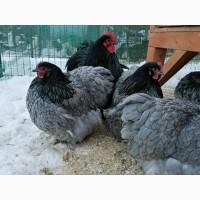 Інкубаційне яйце, курчата, Орпінгтон фарфоровий, спліш, блакитний. Оплід хороший