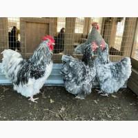 Інкубаційне яйце, курчата, Орпінгтон фарфоровий, спліш, блакитний. Оплід хороший