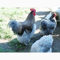 Інкубаційне яйце, курчата, Орпінгтон фарфоровий, спліш, блакитний. Оплід хороший