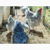 Інкубаційне яйце, курчата, Орпінгтон фарфоровий, спліш, блакитний. Оплід хороший