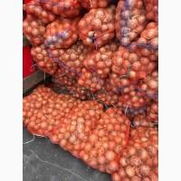 Продам лук 19 грн / фазированний