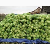 Капуста білокачана опт до 20 т