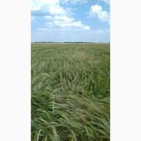 Продам посівний ячмінь, сорти Кангу та Себастьян