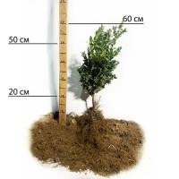 Саджанці самшита Жива Огорожа