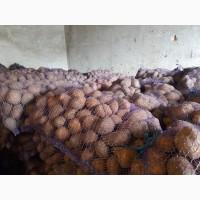 Продам картоплю товарну