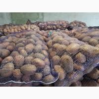 Продам картоплю товарну