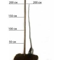 Саджанці грецького горіха Астахівський - 3-річний