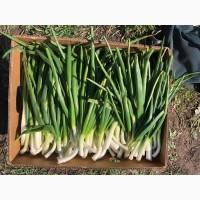 Продам лук на зелень
