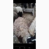 Продаю Баранину. Всегда есть наличие