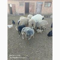 Продаю Баранину. Всегда есть наличие