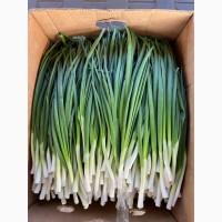 Продам зелену цибулю ( перо )