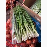 Продам зелену цибулю ( перо )