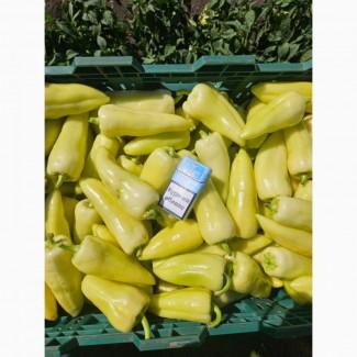 Продам перец