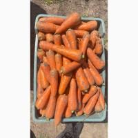 Продам товарну Моркву