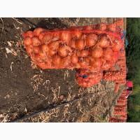 Продам цибулю Медуза