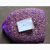 Продам ОДНОЗУБКУ часника сорту Любаша