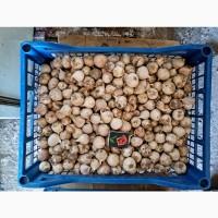 Продам ОДНОЗУБКУ часника сорту Любаша