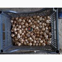 Продам ОДНОЗУБКУ часника сорту Любаша