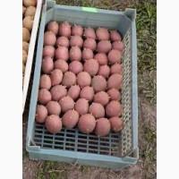 Посадкова картопля Беллароза Волинська область купити вигідно, роздріб від 10 кг