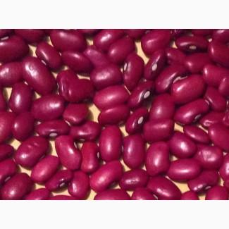 Квасоля Біла кругла, Шоколадниця, Солдатик, Ліма та ін