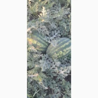 Продам кавун