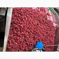 Продам заморожену : Малину (90/10, 80/20)(грис в мішку ) Ожину, шипшину, порічку