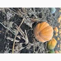 Продам гарбуз
