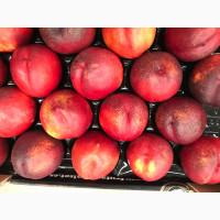 Продаем нектарины