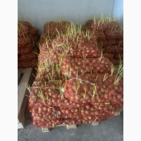 Продам цибулю на перо