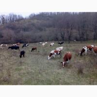 Продаж корів продаж корови