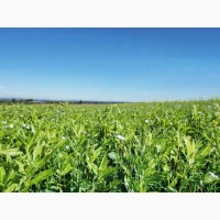 Продам насіння сидератів, травосуміші, покривні (фацелія, суданка, вика, льон