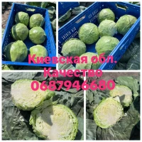 Продам капусту