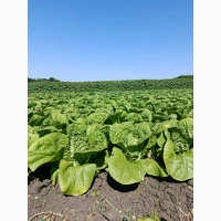 Продам молоду картоплю та пекінську капусту від виробника з 5 тонн