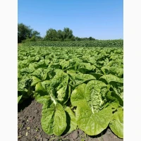 Продам молоду картоплю та пекінську капусту від виробника з 5 тонн