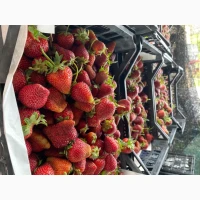 Продам 8 га земли біля Дніпра