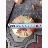Продам цибулю Штутгард на перо