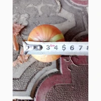 Продам цибулю Штутгард на перо