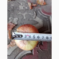 Продам цибулю Штутгард на перо