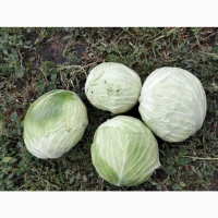 Продам: капуста сорту Агресор, 3-5 кг. Самарський район