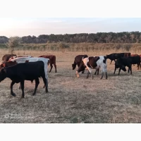 Продам бичків та теплиць