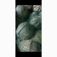 Капуста продам
