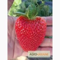 Продам сажанці полуниці
